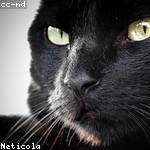 Albina Dach Profile Picture